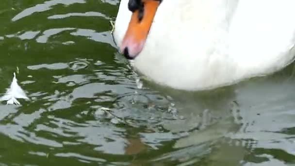 White Swan Eating in Slow Motion. Close up Shot in the Pond. — Stock Video