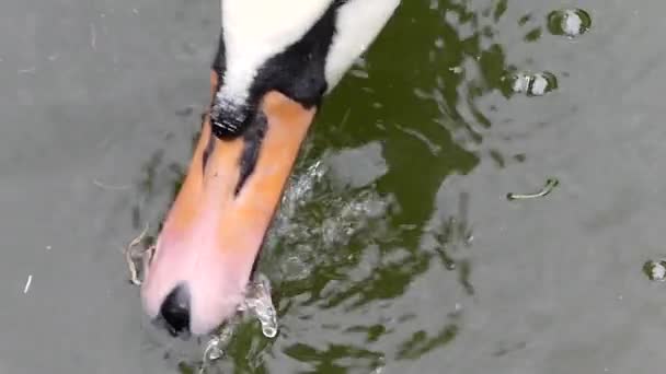 Bílá labuť, jíst v pomalém pohybu. Zblízka střílel v rybníku. — Stock video