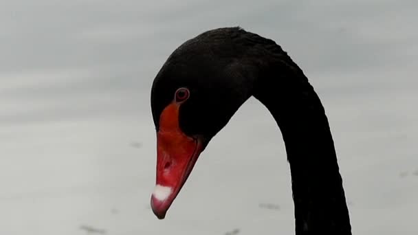 Schwarzer Schwan im Teich. — Stockvideo