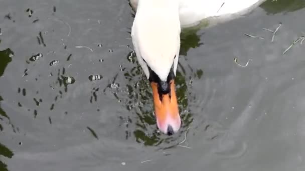 Bílá labuť, jíst v pomalém pohybu. Zblízka střílel v rybníku. — Stock video