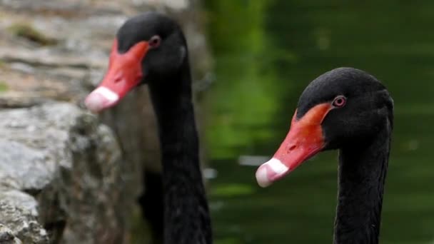 Zwarte zwanen zwemmen in de vijver. — Stockvideo