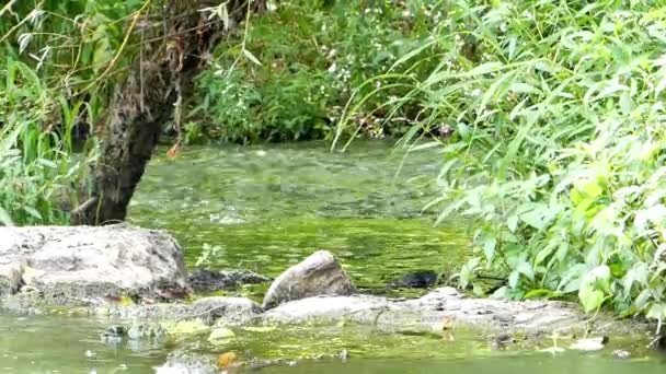 Forest River op het voorjaar. — Stockvideo