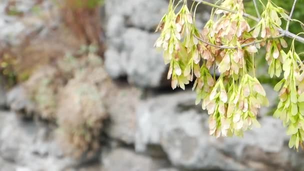 Nature of Ukraine. Canyon in Buki. — Stock Video