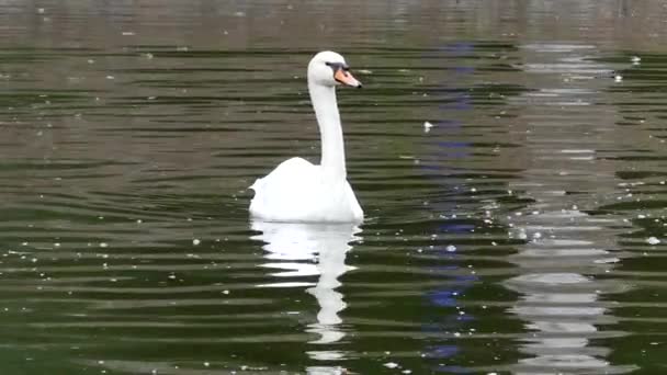 Cisne blanco y cascada . — Vídeos de Stock