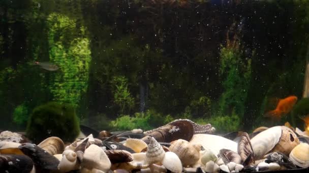 En guldfisk svømmer i et stort akvarium . – Stock-video