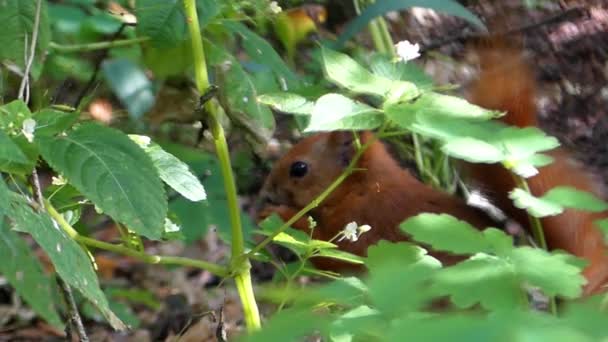 Rode eekhoorn in het Forest eten van noten. Ze zit in het gras. — Stockvideo