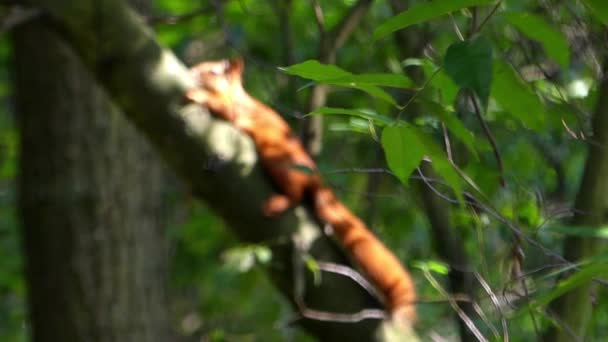 Esquilo Vermelho na Árvore de Escalada de Bosques. Foco . — Vídeo de Stock