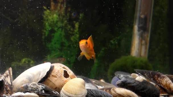 Ein Goldfisch schwimmt in einem großen Aquarium. — Stockvideo