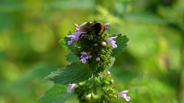 Un'ape raccoglie nettare dai fiori e poi decolla. Rallentatore . — Video Stock