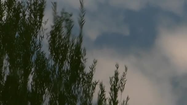 Reflexão de Nuvens, Céu e Árvores na Superfície da Água . — Vídeo de Stock