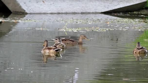 Patos salvajes nadando en el estanque. Moción lenta . — Vídeos de Stock