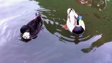İki ördek gölde yüzüyor.