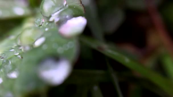 Una gran gota de lluvia yace sobre un tallo de hierba — Vídeos de Stock