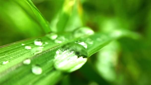 A drop of dew rocking on a leaf of grass. — Stock Video