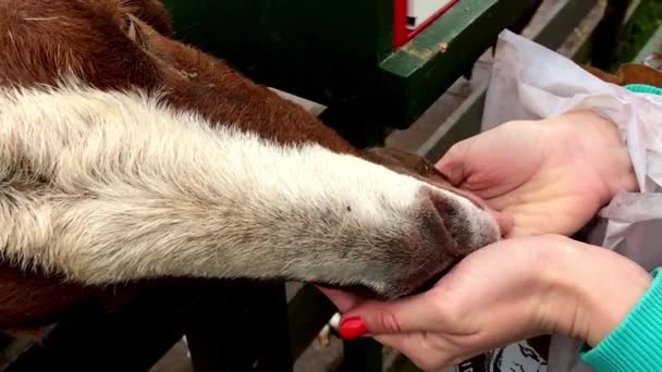 Het meisje uit hand voeding een geit op de boerderij. Slow motion. — Stockvideo