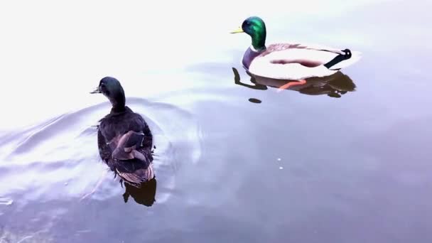 2頭のアヒルが湖で泳ぎ — ストック動画