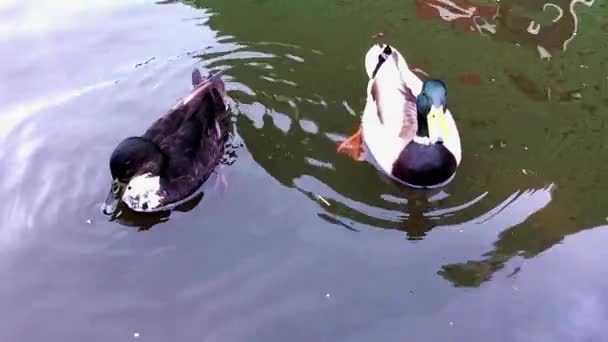 Dwie kaczki pływają w jeziorze — Wideo stockowe