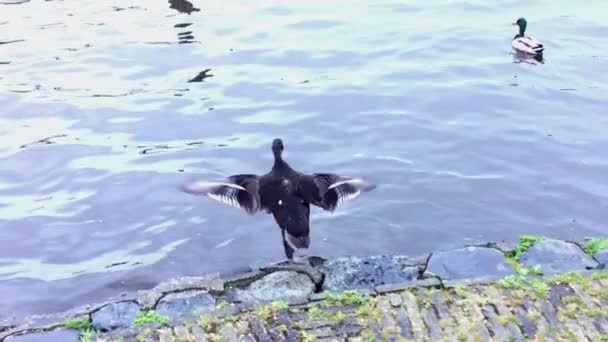 Anka hoppar från stranden och landar på vattnet. — Stockvideo