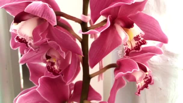 Krásné oranžové orchidej — Stock video