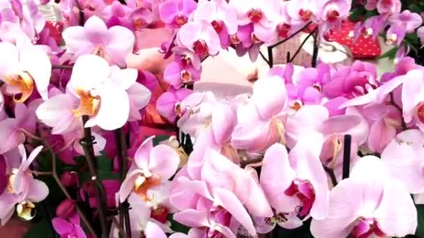Belle orchidee rosa alla fiera dei fiori . — Video Stock