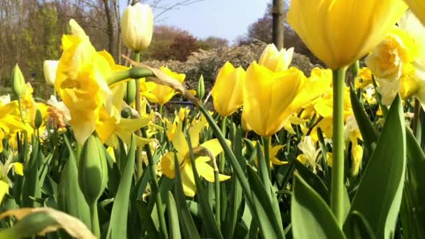 Tulipanes amarillos en parque de flores — Vídeo de stock