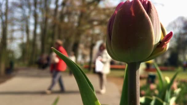 Closeup bud červený Tulipán. — Stock video