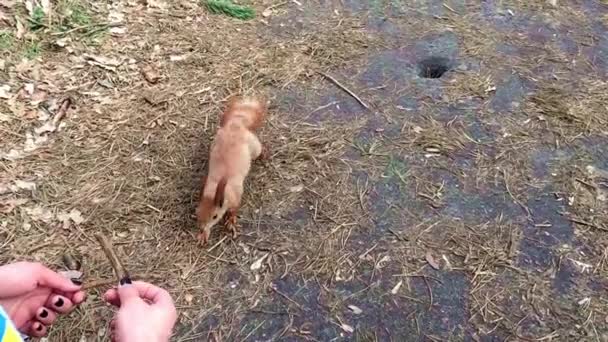 Wiewiórka w parku — Wideo stockowe