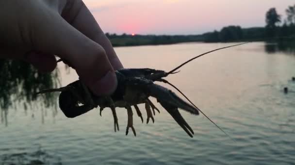 Crayfish bouge ses pattes, griffes et moustaches . — Video