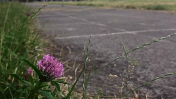 Naturaleza y deportes . — Vídeo de stock