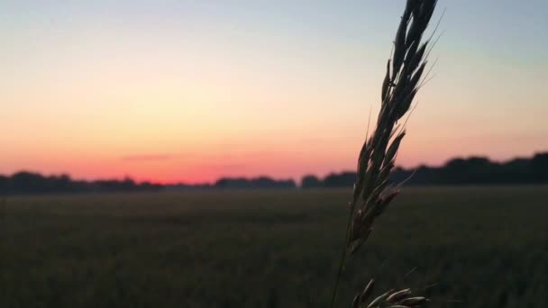 Ear of wheat at at sunset . — стоковое видео