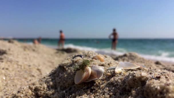 Turistas caminando en la orilla del mar — Vídeos de Stock