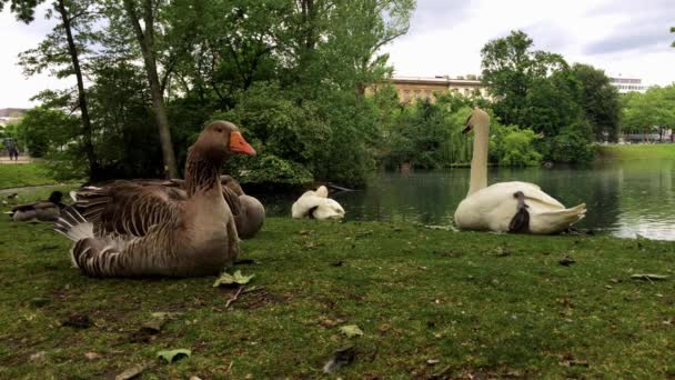 Aves en la ciudad. — Vídeo de stock