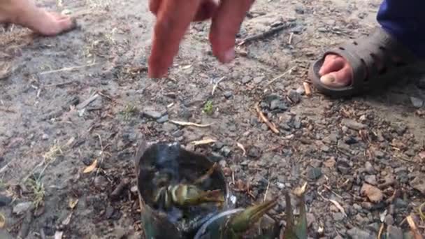 Crayfish and hands. — Stock Video