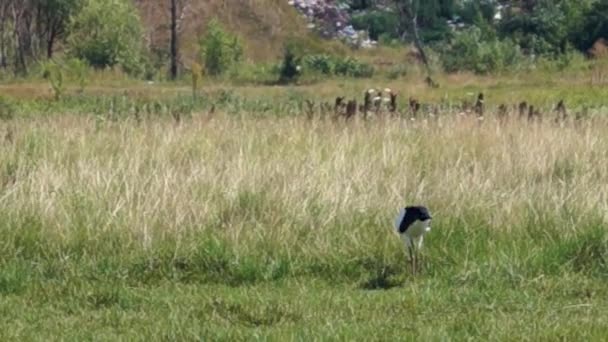 Heron in nature. — Stock Video