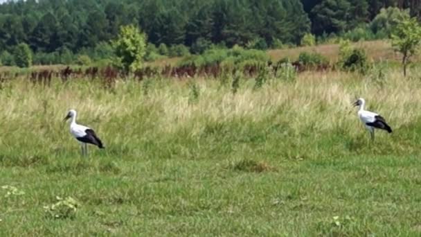 One stork in the field. Walking and eating. — Stock Video