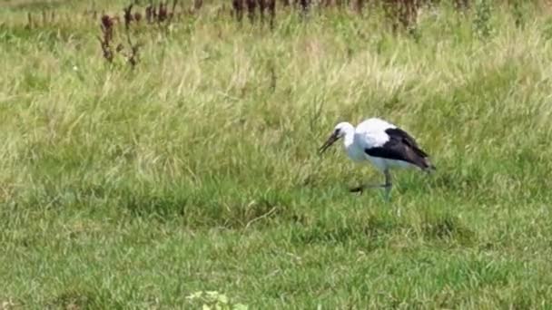 Uma cegonha no campo. Caminhar e comer . — Vídeo de Stock