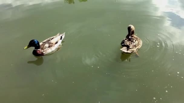 Δύο πάπιες κολυμπούν στη λίμνη. — Αρχείο Βίντεο