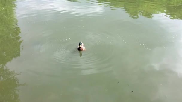 Pato nadando en el lago y tratar de empezar a volar . — Vídeos de Stock