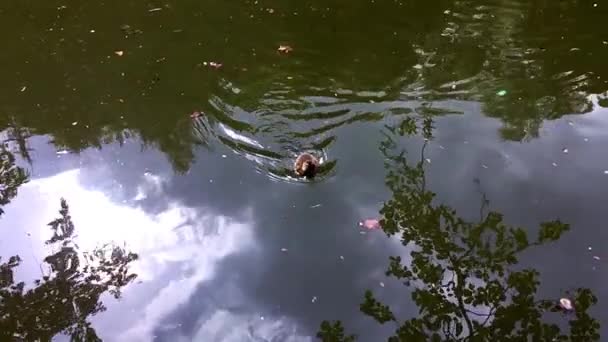 Schattige kleine eend zwemmen in de buurt van de kust. — Stockvideo