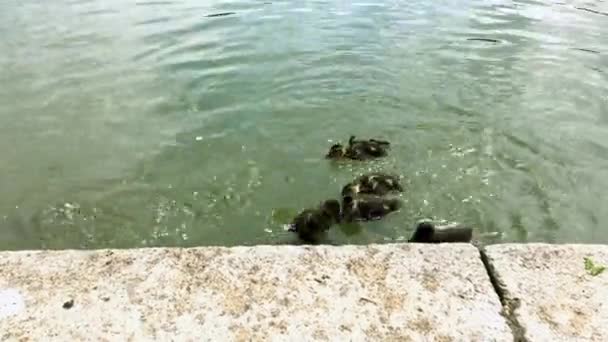 Een heleboel kleine eenden zwemmen in de vijver. Ze zwemmen en duiken. — Stockvideo