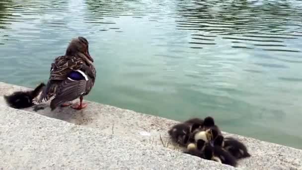 The mother ducks clean herself. — Stock Video