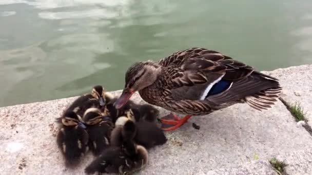 Onun küçük ördek yalan ile gitmek bir anne ördek çalışır. — Stok video