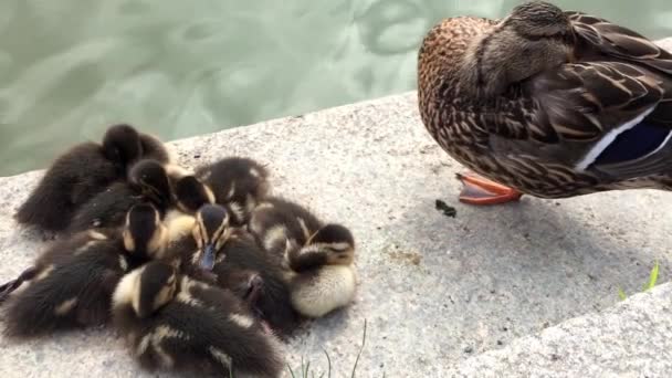 Ducks. Start of sleeping. — Stock Video