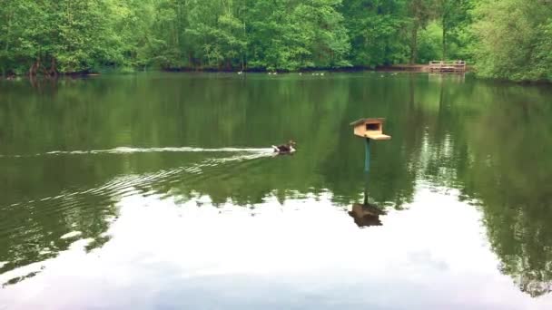 Patos nadando en el estanque. — Vídeo de stock