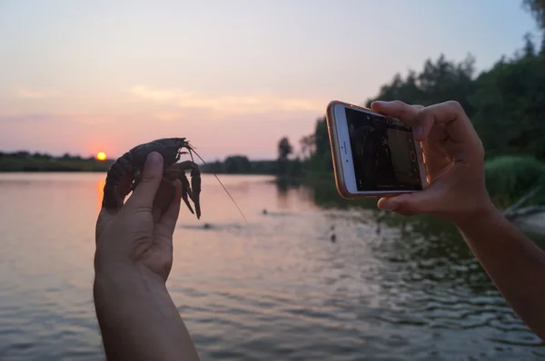 Crayfisth w ręce i telefon do zdjęcia. Obrazek Stockowy