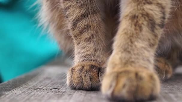 Pfoten Katze aus nächster Nähe. — Stockvideo