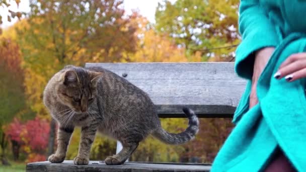 Menina sentada em um banco e acariciando um gato cinza . — Vídeo de Stock