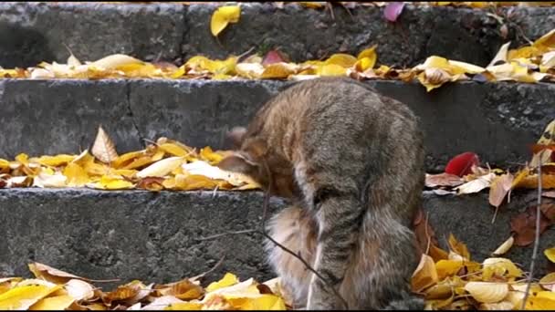 Šedá kočka sedí na schodech a vyčistit ho samostatně. — Stock video