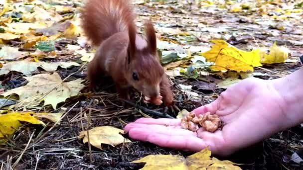 Wiewiórka czerwona zjada orzechy w zwolnionym tempie w pobliżu ręcznie. — Wideo stockowe