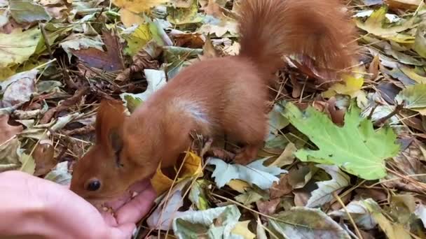 Un écureuil roux mange les noix au ralenti . — Video